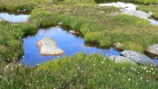 PICTURES/Mount Evans and The Highest Paved Road in N.A - Denver CO/t_Bog2.JPG